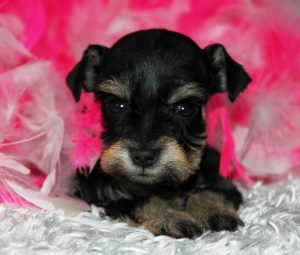 S/P Teacupblack silver white chocolate liver pepper phantom parti platinum mini schnauzer schnauzers shnauzers micro champion dams and sires, Miniature Toy Teacup Tcup Megacoated Supercoated Ultracoated Royal Utah International