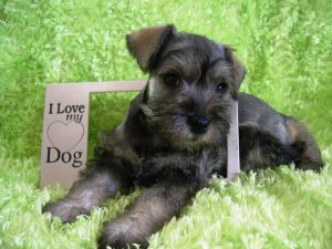 s/p miniblack silver white chocolate liver pepper phantom parti platinum mini schnauzer schnauzers shnauzers micro champion dams and sires, Miniature Toy Teacup Tcup Megacoated Supercoated Ultracoated Royal Utah International