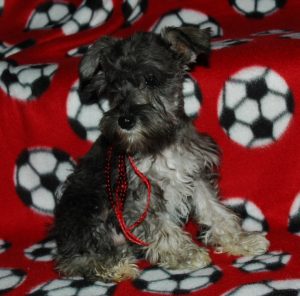 black silver white chocolate liver pepper phantom parti platinum mini schnauzer schnauzers shnauzers micro champion dams and sires, Miniature Toy Teacup Tcup Megacoated Supercoated Ultracoated Royal Utah International