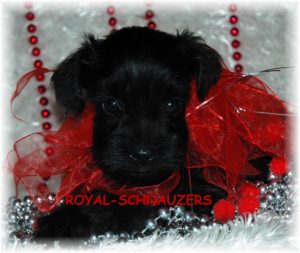 black silver white chocolate liver pepper phantom parti platinum mini schnauzer schnauzers shnauzers micro champion dams and sires, Miniature Toy Teacup Tcup Megacoated Supercoated Ultracoated Royal Utah International