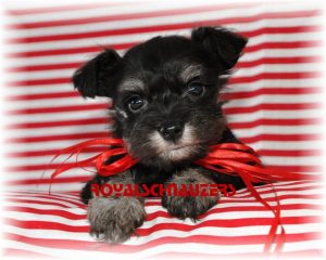 black silver white chocolate liver pepper phantom parti platinum mini schnauzer schnauzers shnauzers micro champion dams and sires, Miniature Toy Teacup Tcup Megacoated Supercoated Ultracoated Royal Utah International