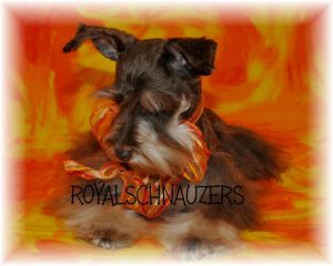 black silver white chocolate liver pepper phantom parti platinum mini schnauzer schnauzers shnauzers micro champion dams and sires, Miniature Toy Teacup Tcup Megacoated Supercoated Ultracoated Royal Utah International