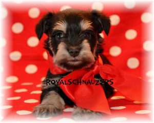 black silver white chocolate liver pepper phantom parti platinum mini schnauzer schnauzers shnauzers micro champion dams and sires, Miniature Toy Teacup Tcup Megacoated Supercoated Ultracoated Royal Utah International