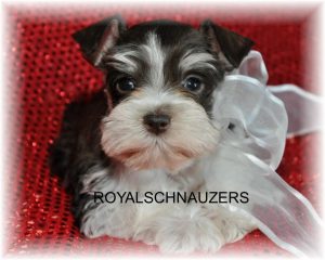 black silver white chocolate liver pepper phantom parti platinum mini schnauzer schnauzers shnauzers micro champion dams and sires, Miniature Toy Teacup Tcup Megacoated Supercoated Ultracoated Royal Utah International