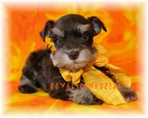 black silver white chocolate liver pepper phantom parti platinum mini schnauzer schnauzers shnauzers micro champion dams and sires, Miniature Toy Teacup Tcup Megacoated Supercoated Ultracoated Royal Utah International