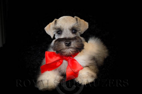teacup schnauzer puppies for sale