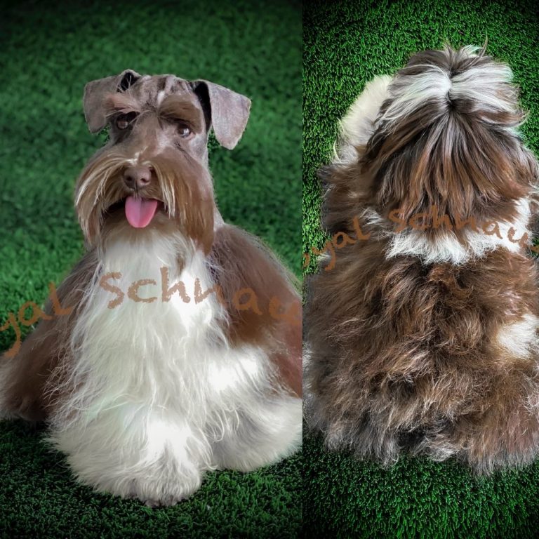 Toy, Miniature, Teacup Schnauzer Breeder Utah | Royal Schnauzers