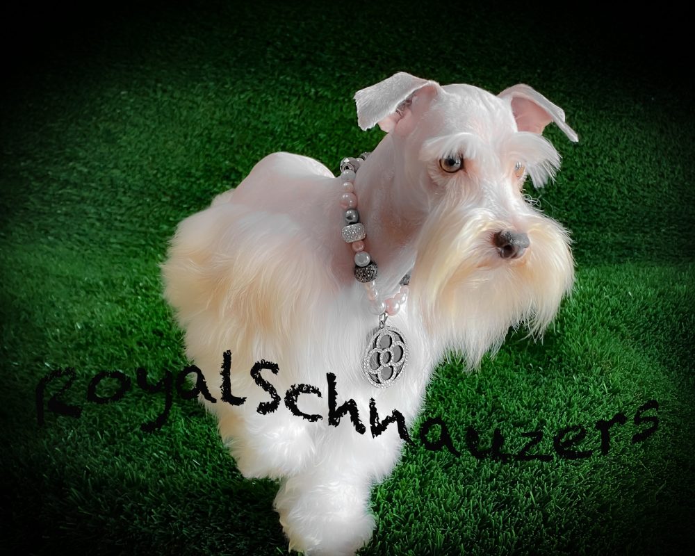 Schnauzer Puppies NEW Puppies For Sale - Utah International Miniature ...