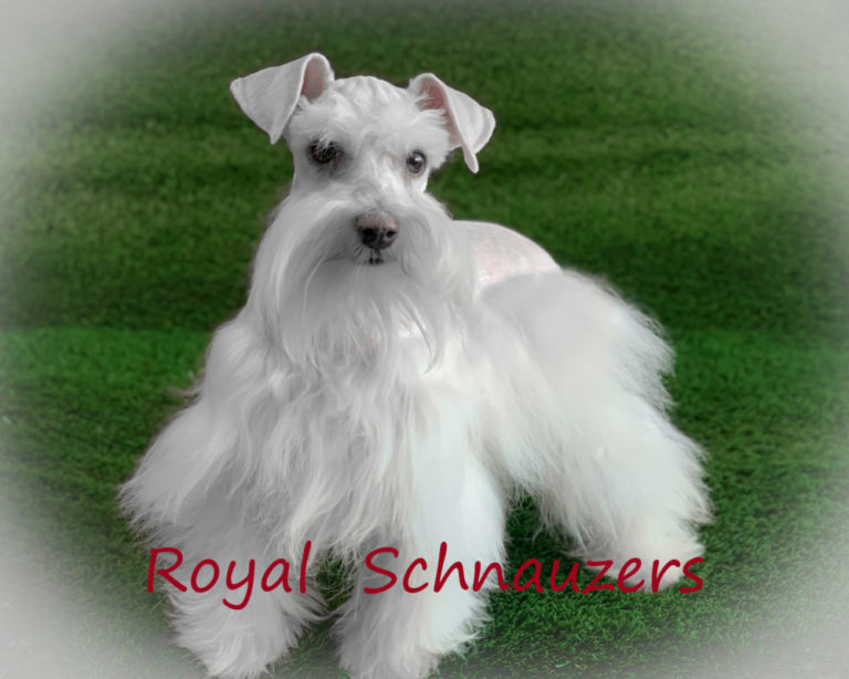 Schnauzer Puppies NEW Puppies For Sale - Utah International Miniature ...