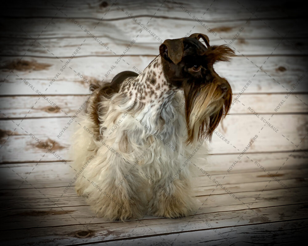 Schnauzer Puppies NEW Puppies For Sale - Utah International Miniature ...