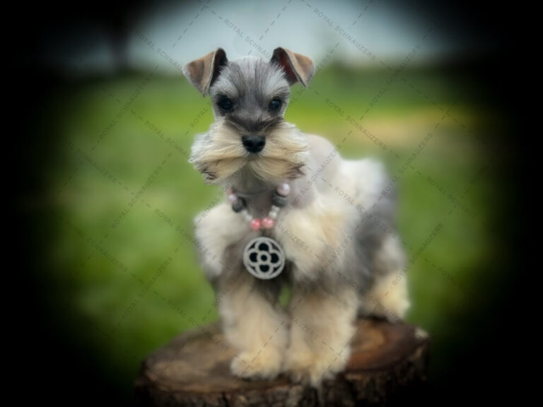 A stylish schnauzer with a prominent mustache poses on a wooden stump, wearing a necklace with a pendant. The lush green background enhances its playful charm.