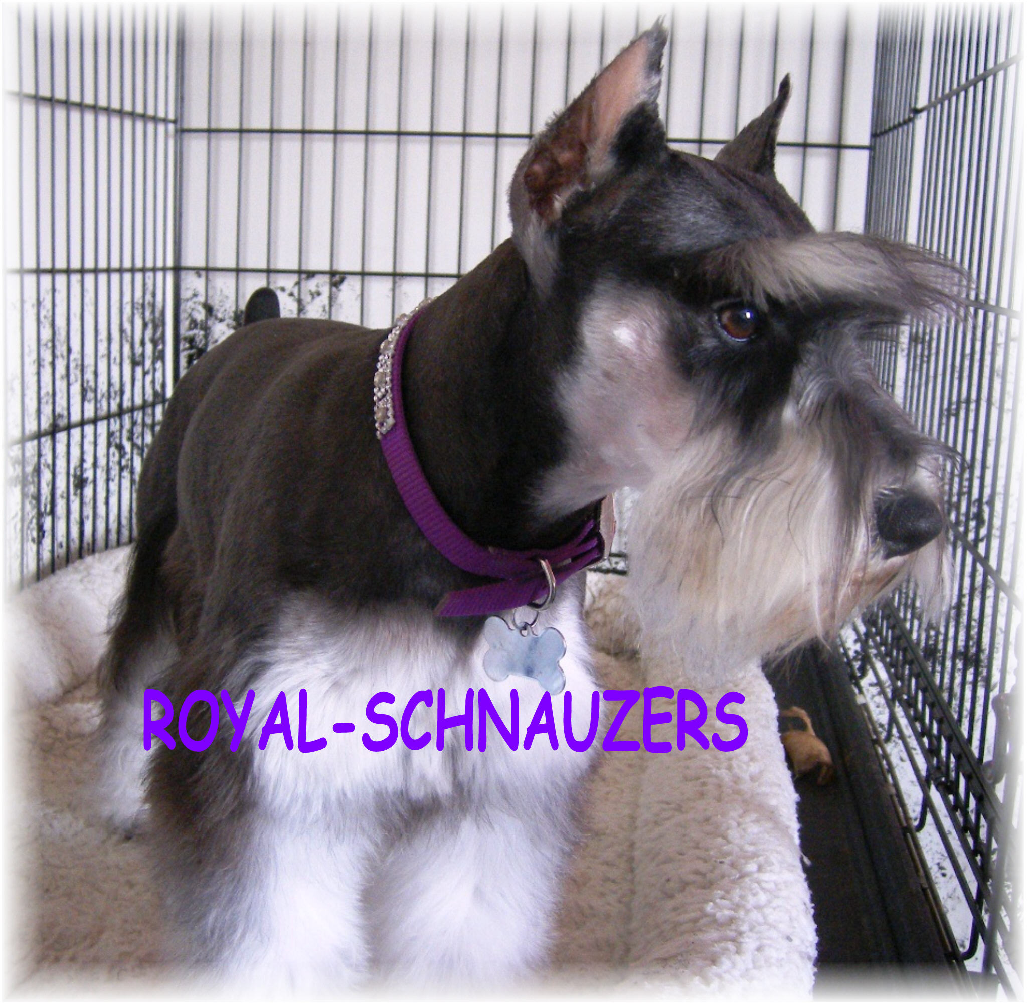 Schnauzer with a jeweled collar inside a crate, looking alert. The image highlights the breed's distinct features and playful personality.