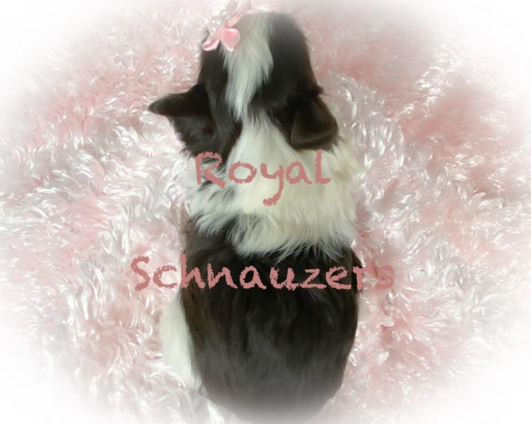 Brown and white puppy with a pink bow sits on a fluffy pink surface. Showcases the cuteness of the breed for a pet adoption or breeding purpose.