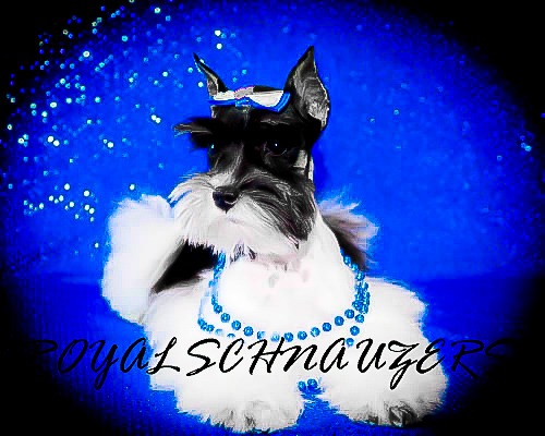 A stylish schnauzer adorned with a blue necklace and a bow, set against a sparkling blue background, showcasing dog fashion elegance.