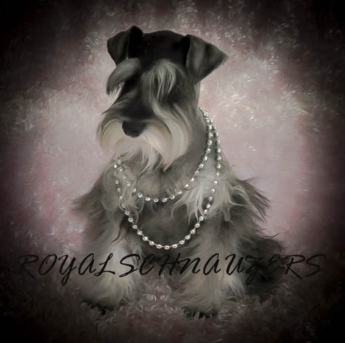Schnauzer adorned with a pearl necklace, posing on a pink background. This image showcases the dog's elegance and charm, relevant for pet lovers.