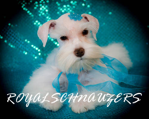 Adorable white Schnauzer puppy adorned with a blue ribbon and bow, set against a sparkling teal background, showcasing pet elegance.