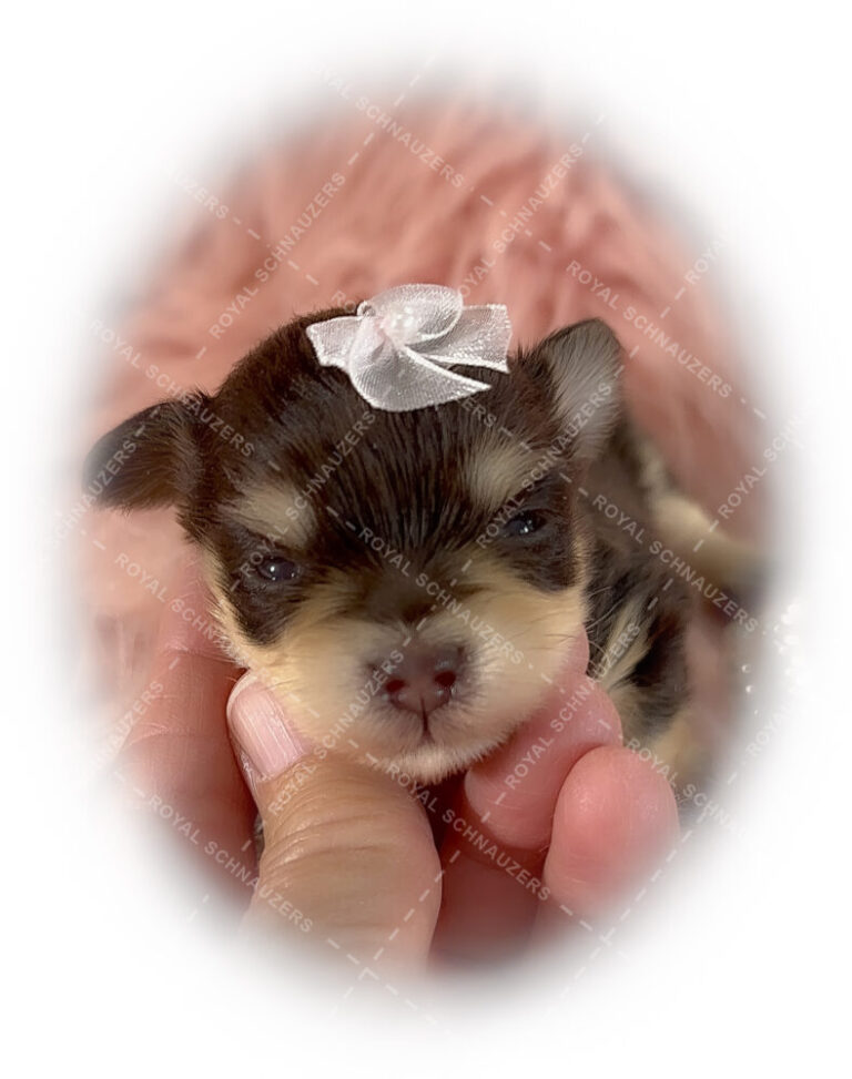 A tiny puppy with a white bow on its head is gently held in a hand, showcasing its adorable features against a soft, pink background.