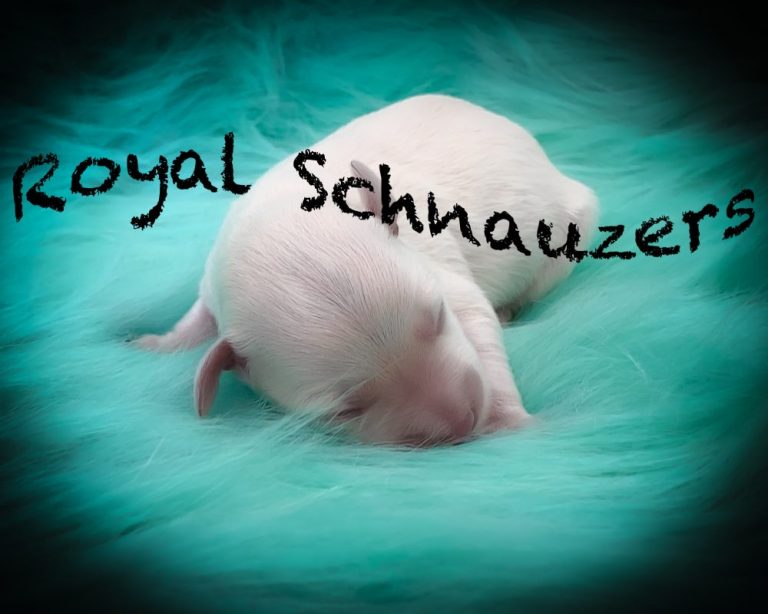 A sleeping white puppy rests on soft turquoise fur, showcasing a Royal Schnauzers theme. The image highlights the breed's cuteness and charm.