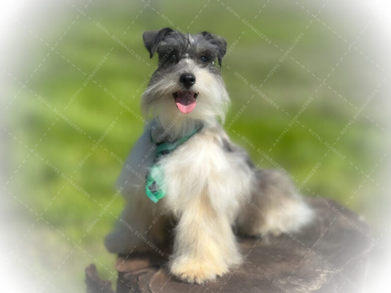 Playful dog with a green scarf posing on a log, set against a blurred green background, exuding joy and charm.