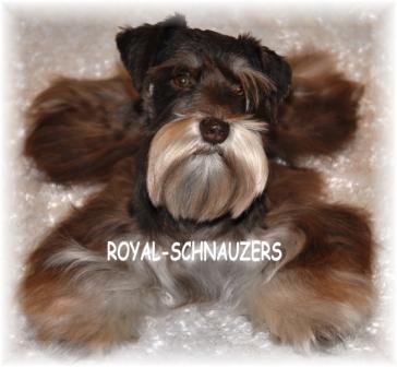 A close-up of a miniature Schnauzer with a distinct beard and fluffy coat, showcasing its charming features. The background is softly blurred.