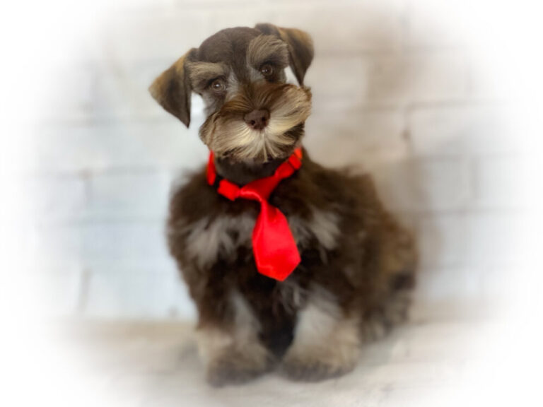 A stylish puppy with a prominent mustache wears a bright red tie, posing against a soft, blurred white background, showcasing its playful character.