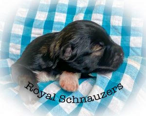 Adorable Royal Schnauzer puppy sleeping on a blue and white checkered blanket. Showcases the breed's charm and cuteness.
