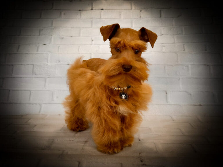Fluffy reddish-brown dog with styled fur and a necklace, standing against a white brick backdrop. Highlights the dog's unique appearance.