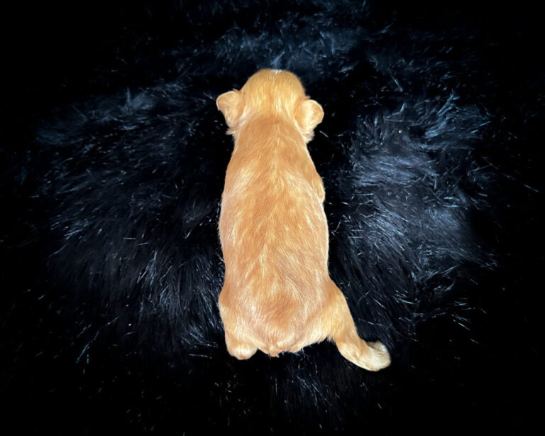 Golden puppy resting on a black fur surface, viewed from above, showcasing its soft coat and relaxed posture.