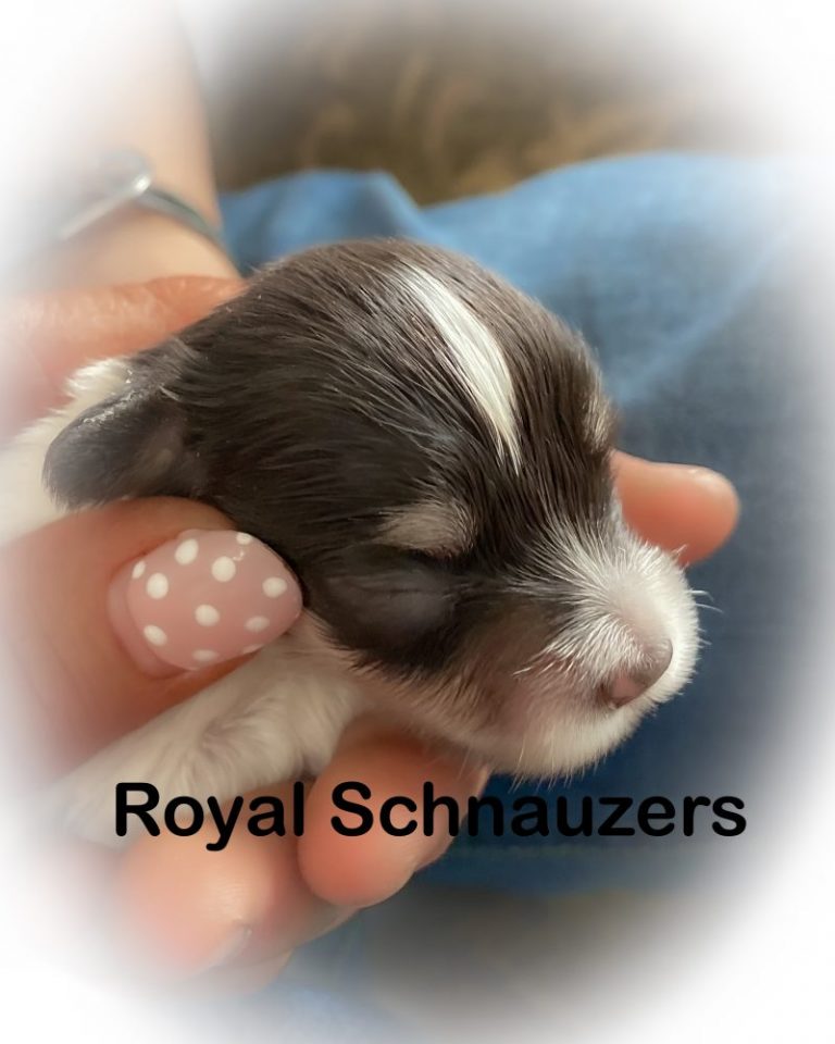Newborn Royal Schnauzer puppy being gently held, showcasing its soft fur and distinctive markings. Perfect depiction of this breed's charm.