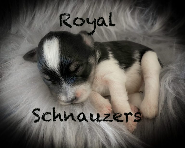 Sleeping black-and-white Schnauzer puppy on soft fur, showcasing its adorable features. Represents Royal Schnauzers, appealing to prospective pet owners.