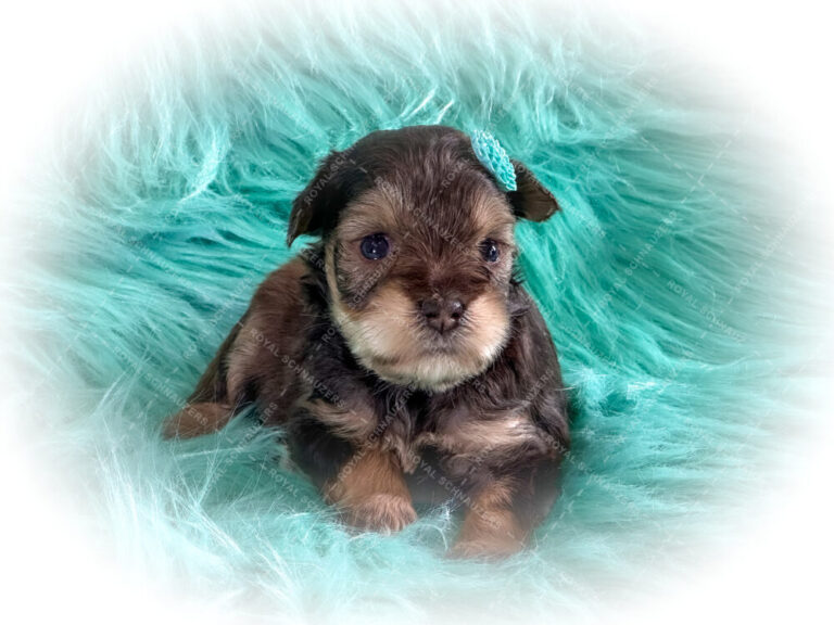 Brown and black puppy with a blue bow, sitting on soft aqua fur, exuding cuteness and playfulness, perfect for pet adoption promotions.