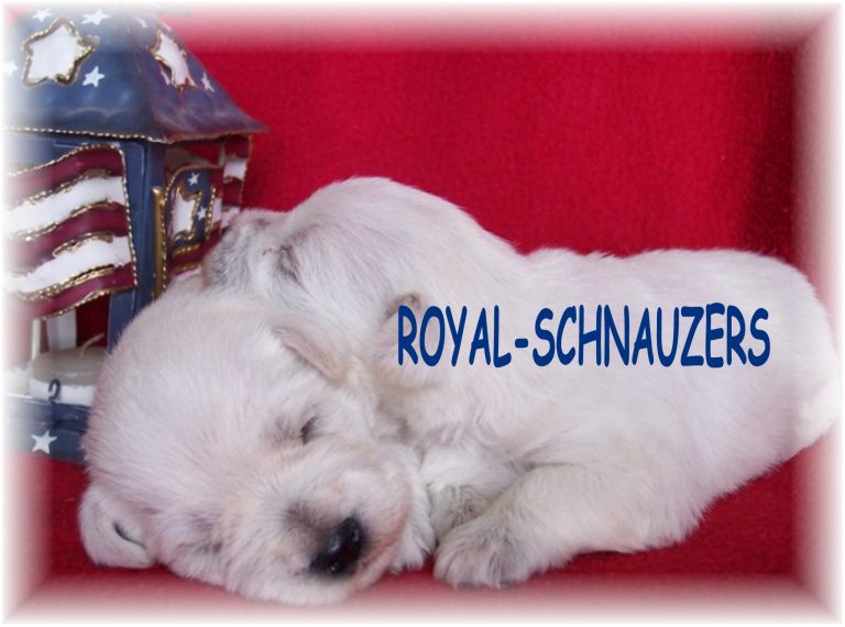 Two sleeping white Schnauzer puppies nestled together, with a decorative lantern featuring an American flag nearby. Perfect for showcasing cuteness and warmth.