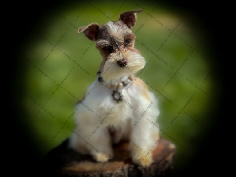 Small, fluffy dog with a mustache-like snout sits on a wooden stump, showcasing its playful demeanor against a blurred green background.