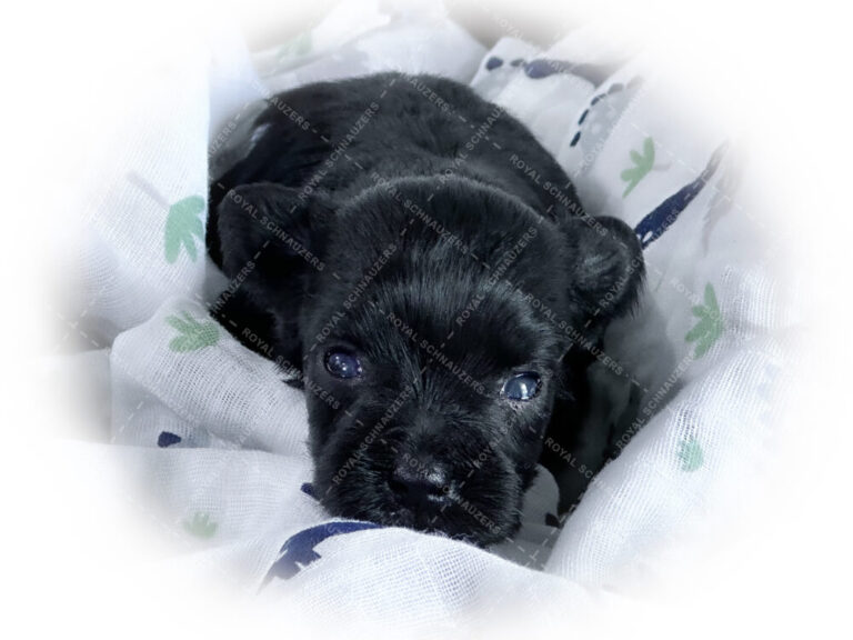 Black puppy resting on a soft blanket, showcasing its big eyes and delicate features. Ideal for showcasing adorable pet content.
