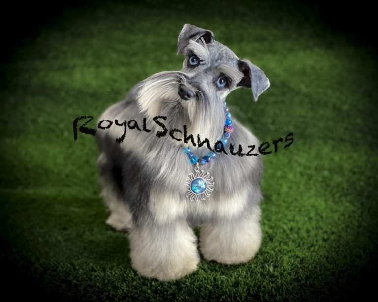 A stylish schnauzer with a unique hairdo and blue beaded necklace poses on green grass, showcasing its playful personality.
