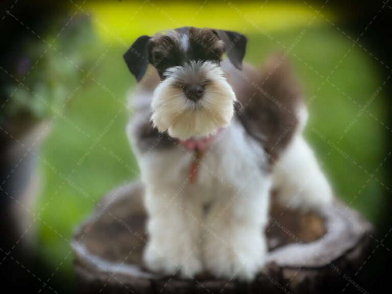 Schnauzer puppy with a distinctive beard and floppy ears stands on a wooden stump, surrounded by green grass, radiating playfulness and curiosity.