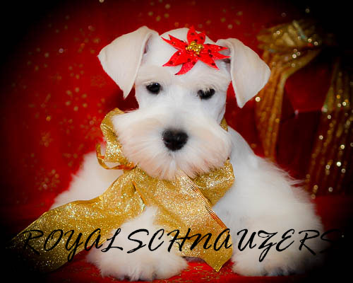 A fluffy white schnauzer puppy adorned with a red flower and gold ribbon sits against a festive red backdrop, highlighting its adorable features.