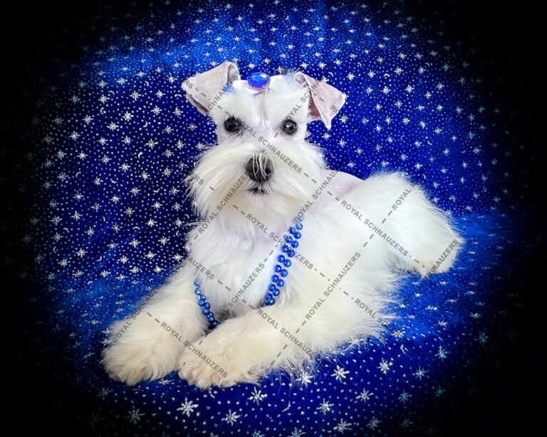A stylish white dog with a blue accessory and beaded necklace posed against a starry blue background, showcasing elegance and charm.