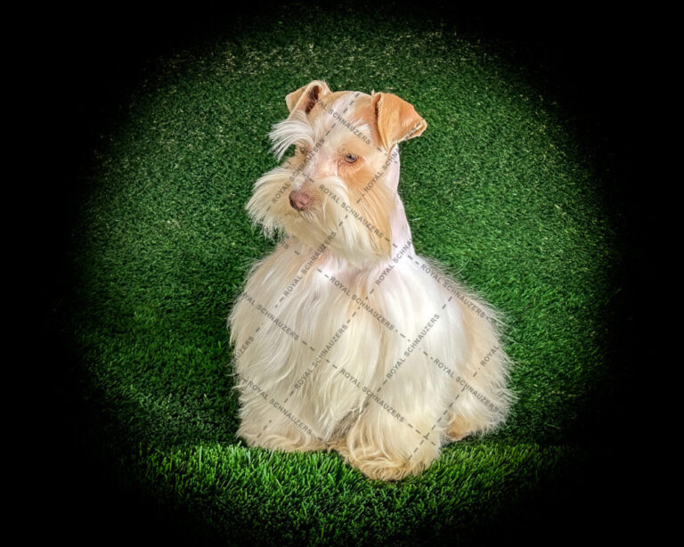 A fluffy, light-colored dog with distinctive ears sits on vibrant green grass, showcasing its playful and alert demeanor.