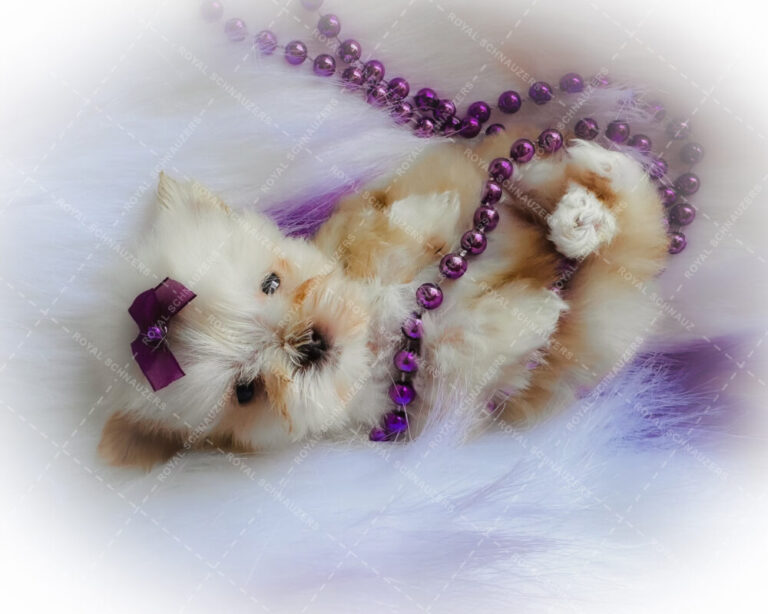 Fluffy puppy with a purple bow, playfully lying on a soft white surface adorned with purple beads. Showcases cuteness and pet fashion.