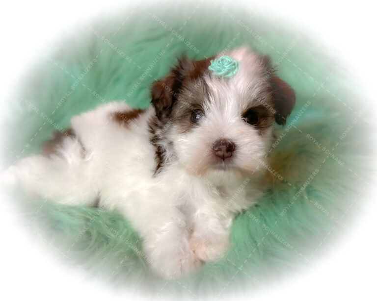 Adorable puppy with a green flower bow lying on fluffy mint fabric. The image showcases the puppy's playful and cute nature, ideal for pet lovers.