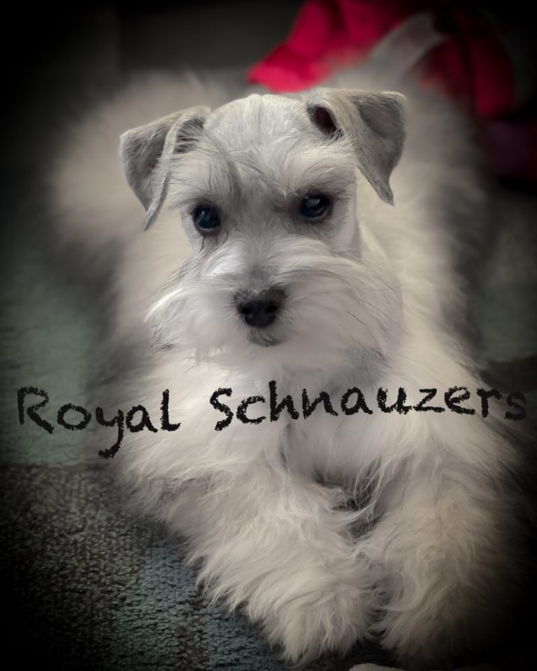 Fluffy white Royal Schnauzer puppy with large dark eyes, resting on a colorful rug. Perfect for showcasing puppy breeds.