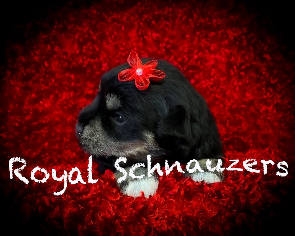 A fluffy black puppy with a red flower decoration sits against a vibrant red background, showcasing the Royal Schnauzers breed.