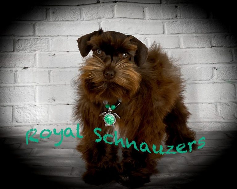 Brown Royal Schnauzer with a distinctive collar stands against a white brick wall, showcasing its charming features and playful demeanor.