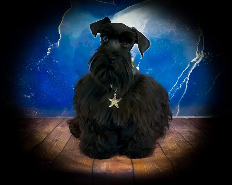 A stylish black schnauzer sits poised on a wooden floor, adorned with a star-shaped necklace against a cosmic blue background.