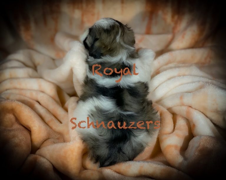 A fluffy puppy rests on a soft, patterned blanket, showcasing its markings. Text reads "Royal Schnauzers," indicating the breed.