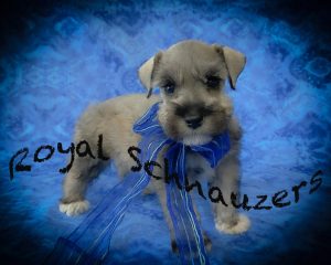 Schnauzer puppy with gray fur and a blue ribbon sits against a blue background, promoting Royal Schnauzers.