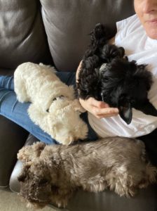Three small dogs—white, black, and brown—snuggle closely with a person on a couch. The scene conveys a cozy, affectionate moment.