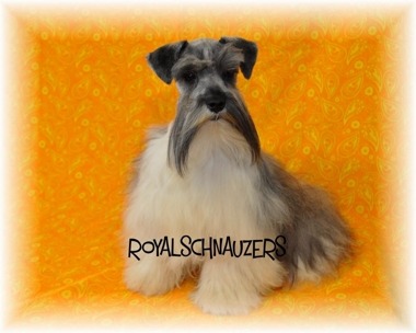 Gray and white Schnauzer with distinctive facial beard poses against a vibrant orange background. Showcases the breed's characteristic grooming and demeanor.