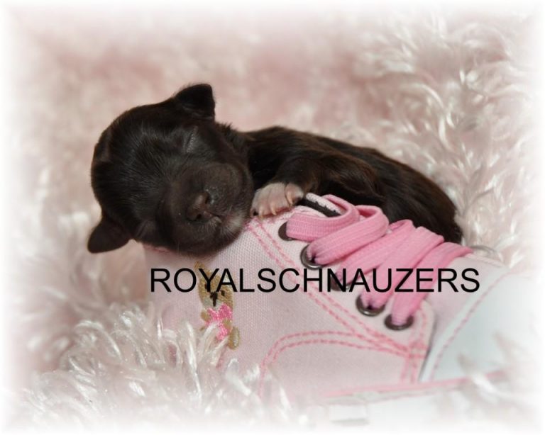 A small black puppy sleeps on a pink sneaker, showcasing its adorable features. This image highlights the charm of royal schnauzers.